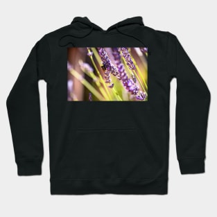 Bumblebee on lavender Hoodie